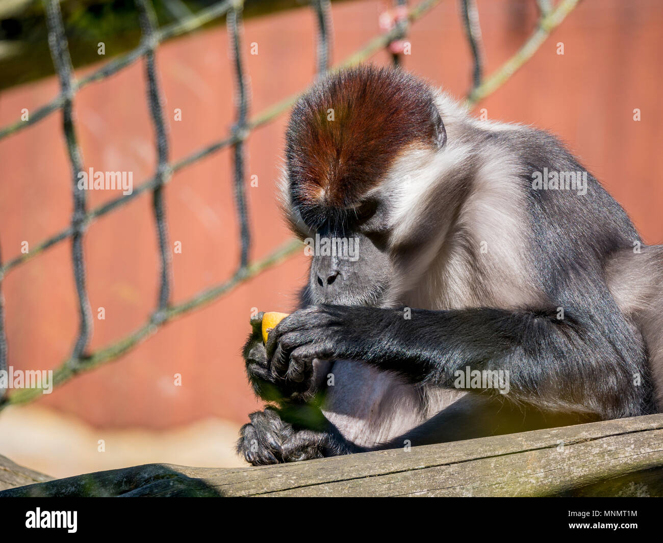 Cherry Mangabey couronné (Cercocebus torquatus) Banque D'Images