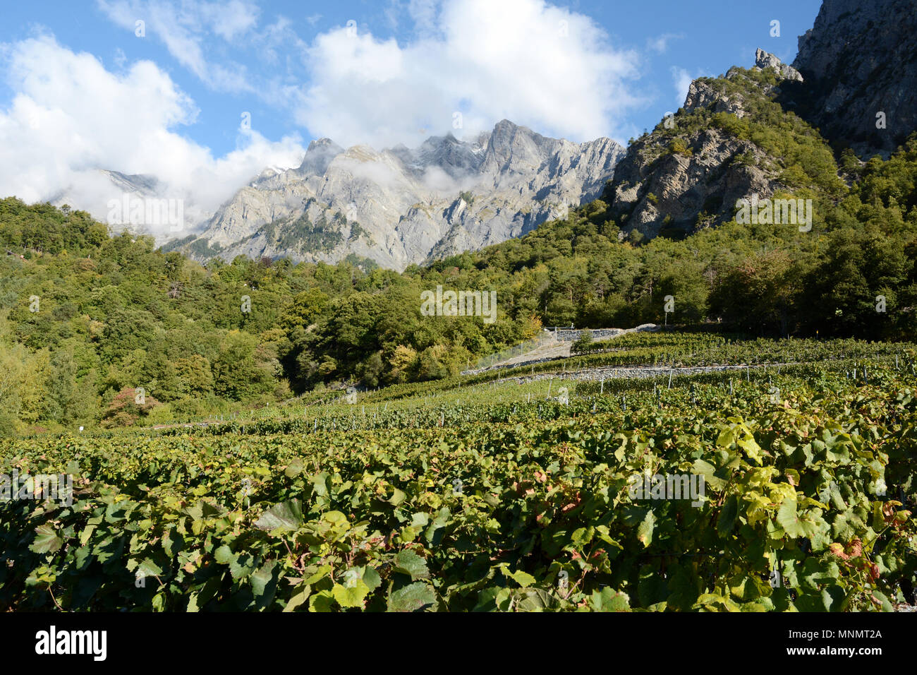 Mountain Vineyards vu de la Route des Vins, près de la ville de Chamoson, dans la vallée supérieure du Rhône, canton du Valais, en Suisse méridionale. Banque D'Images