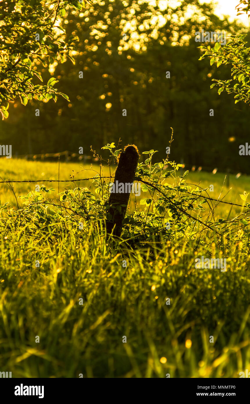 Post de béton entre les prairies vertes pendant le coucher du soleil en Leszna Beskides de Silésie, Gorna pays, Pologne (portrait). Banque D'Images