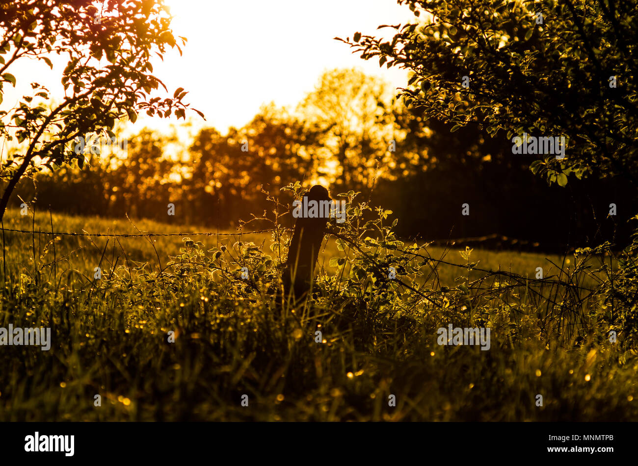 Post de béton entre les prairies vertes pendant le coucher du soleil en Leszna Beskides de Silésie, Gorna pays, la Pologne. Banque D'Images