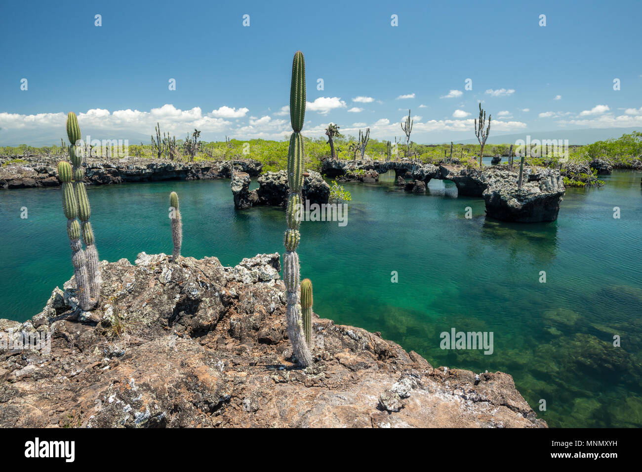 Los Tuneles, ou les tunnels, Isabela Island, îles Galapagos, en Équateur. Banque D'Images