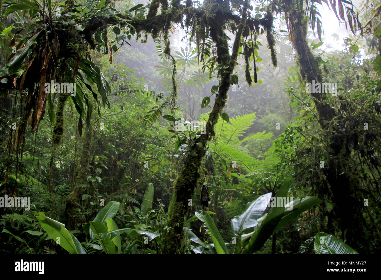 Monteverde cloud forest biological reserve Banque de photographies et d ...