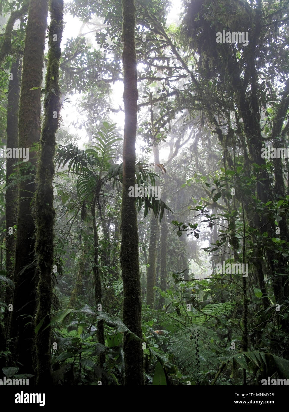 Reserva biologica bosque nuboso monteverde Banque de photographies et d ...
