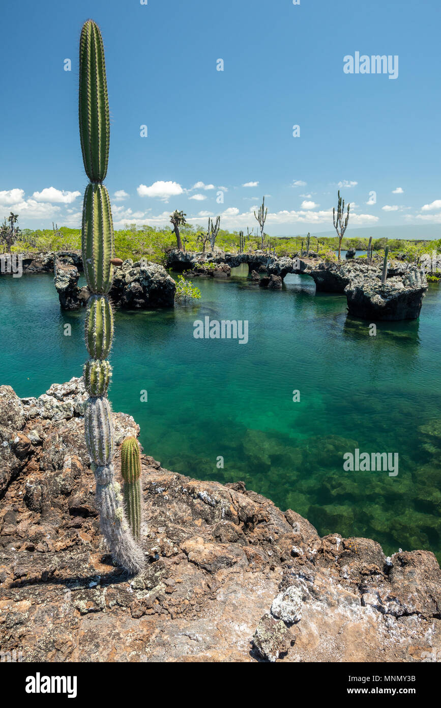 Los Tuneles, ou les tunnels, Isabela Island, îles Galapagos, en Équateur. Banque D'Images