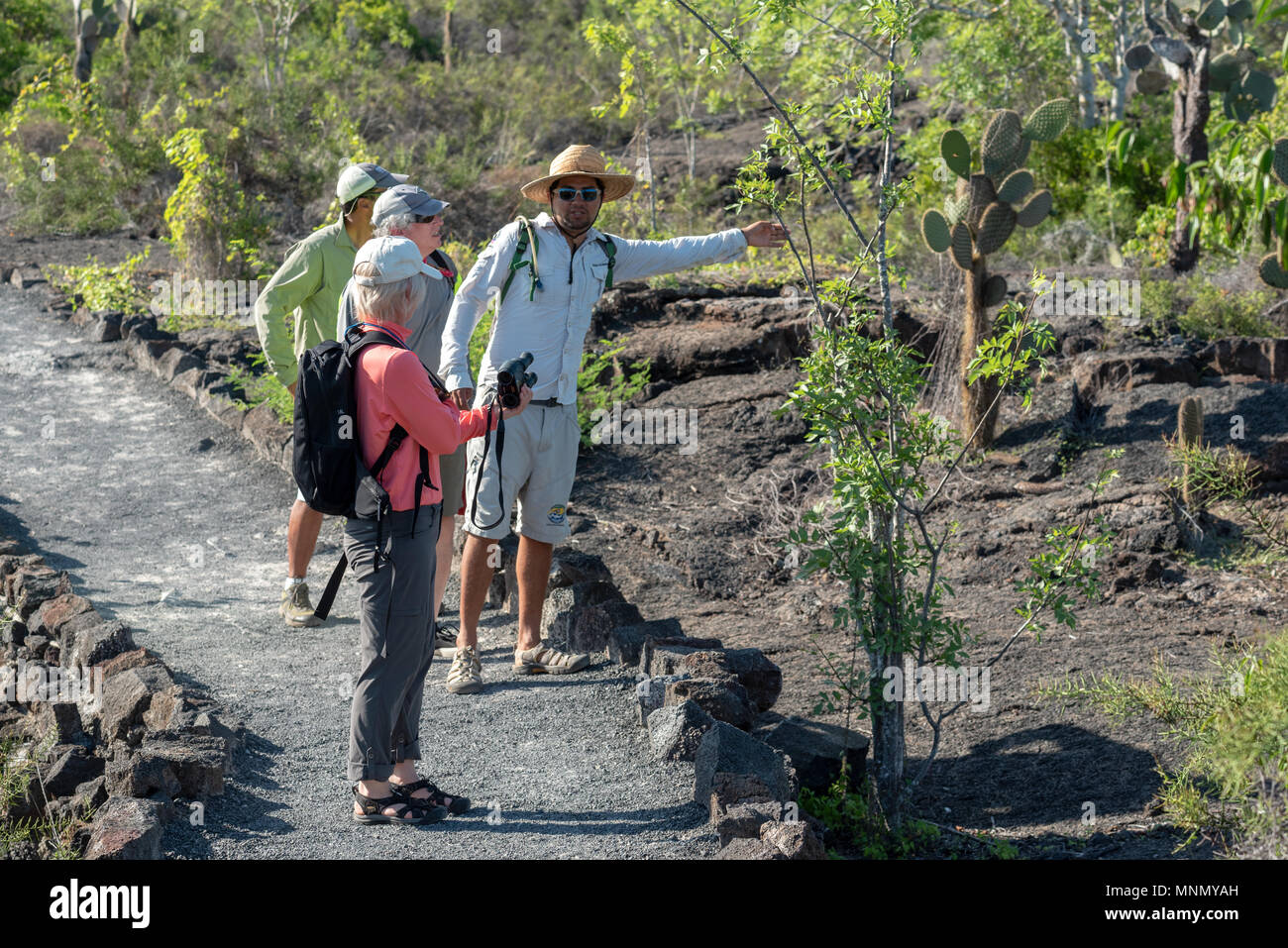 Signaler une naturaliste palo santo (Holy Stick) plante le long d'un sentier sur l'île Isabela, îles Galapagos, en Équateur. Banque D'Images