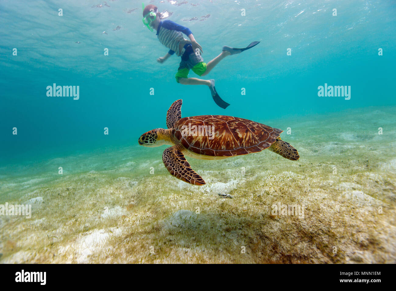 De photo sous-marine Plongée avec tuba et la natation avec garçon tortue imbriquée Banque D'Images