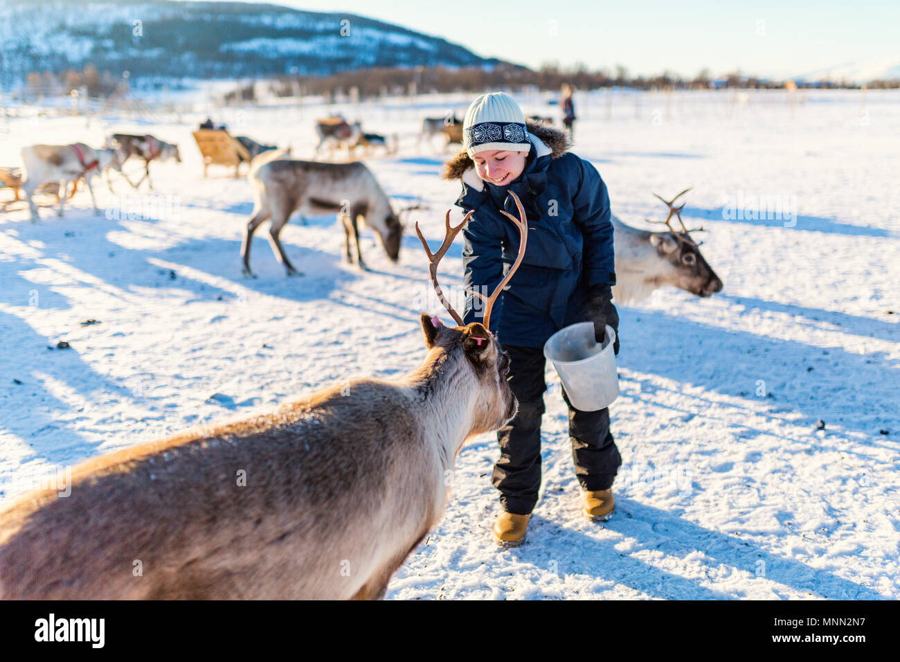 Teenage boy entouré de nombreux rennes sur journée d'hiver ensoleillée dans le Nord de la Norvège Banque D'Images