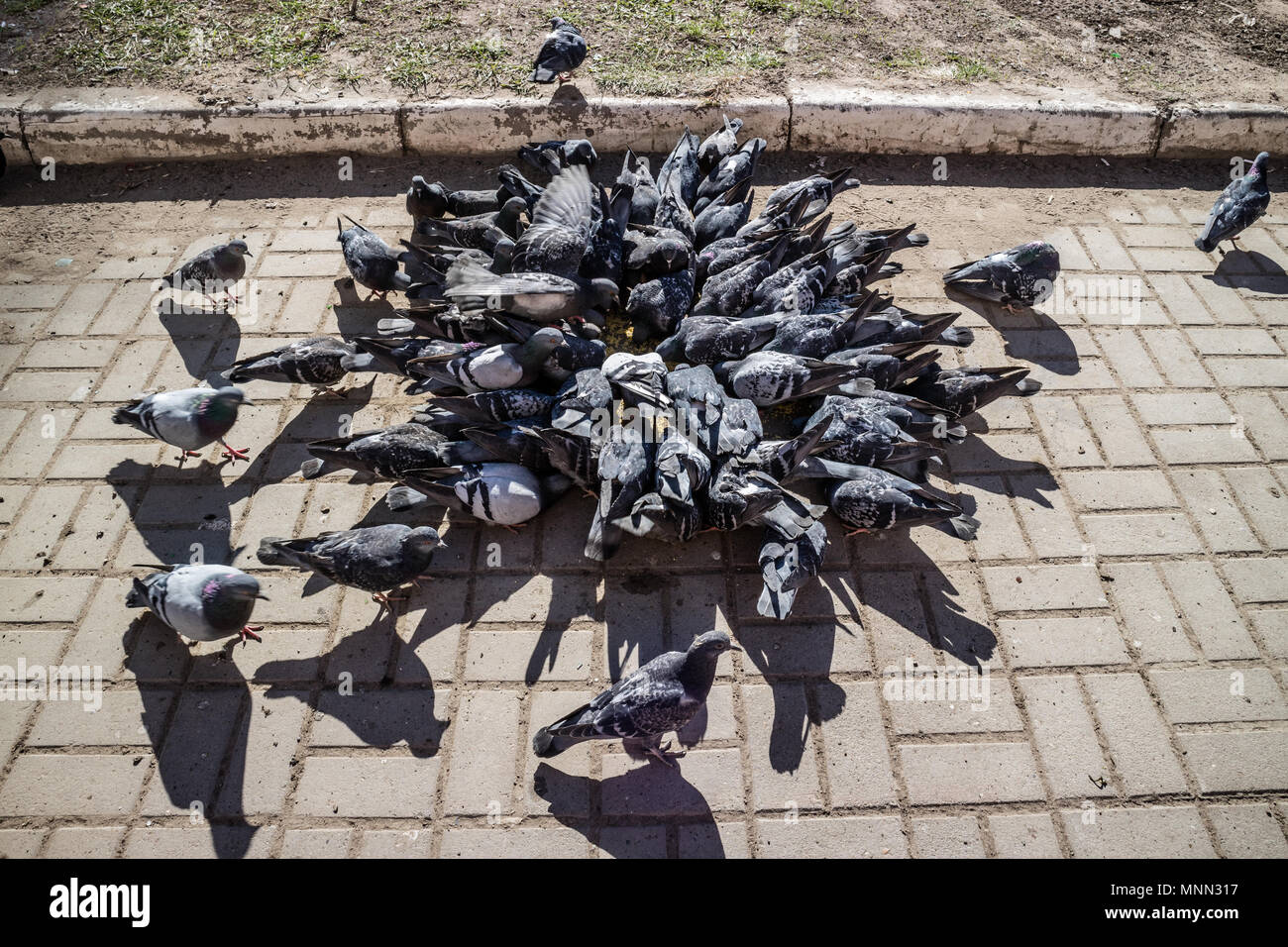 Grand groupe de pigeons de manger les graines sur la rue. Banque D'Images