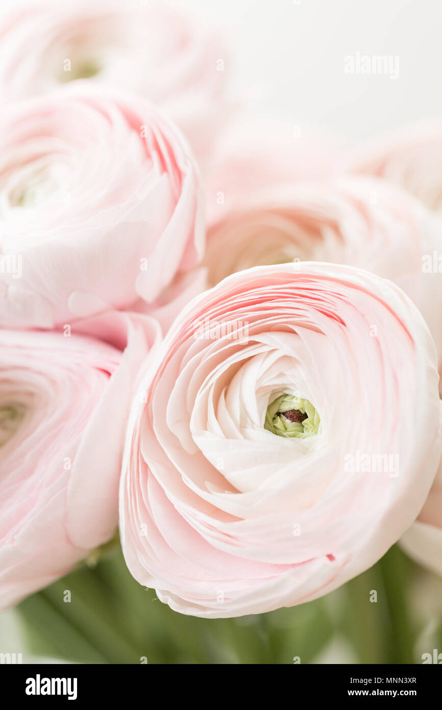 Bouquet de renoncules roses fleurs fond clair. Papier peint, renoncule de  Perse Photo Stock - Alamy