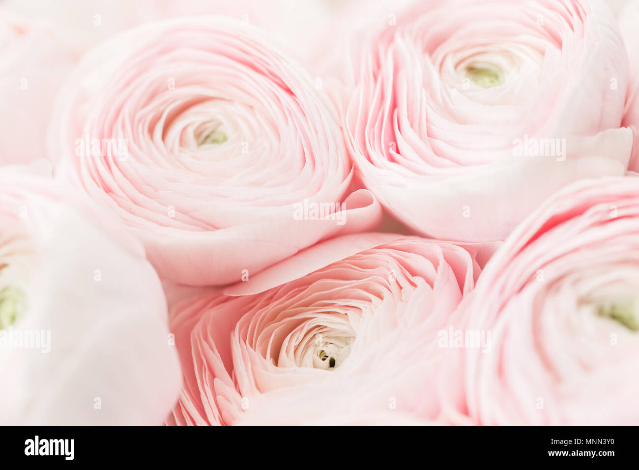 Bouquet de renoncules roses fleurs fond clair. Papier peint, renoncule de  Perse Photo Stock - Alamy