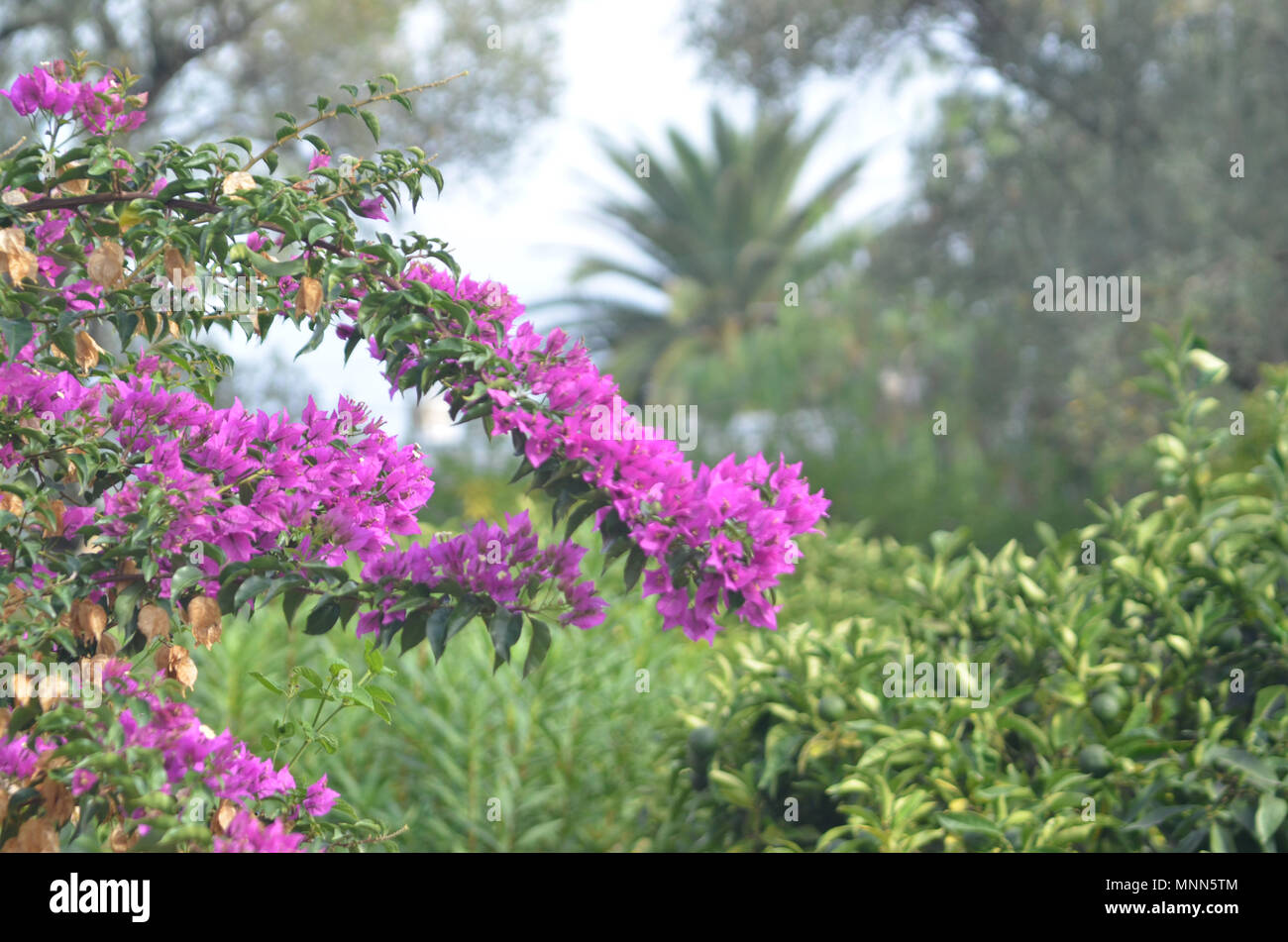 Fleurs violettes dans l'avant-plan d'un jardin luxuriant à Cagnes dans le sud de la France Banque D'Images