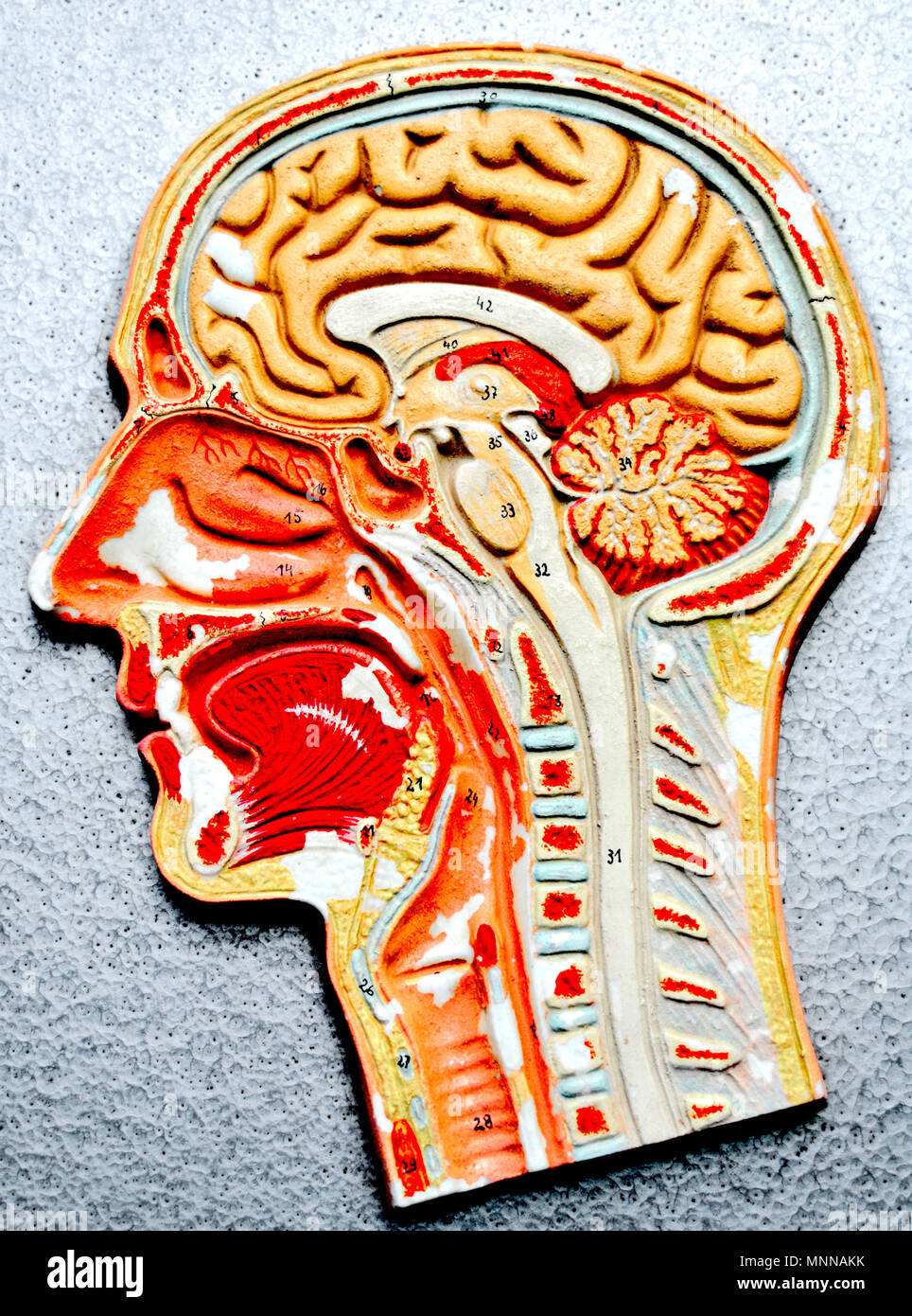Modèles anatomiques ; anatomische modelle Photo Stock - Alamy