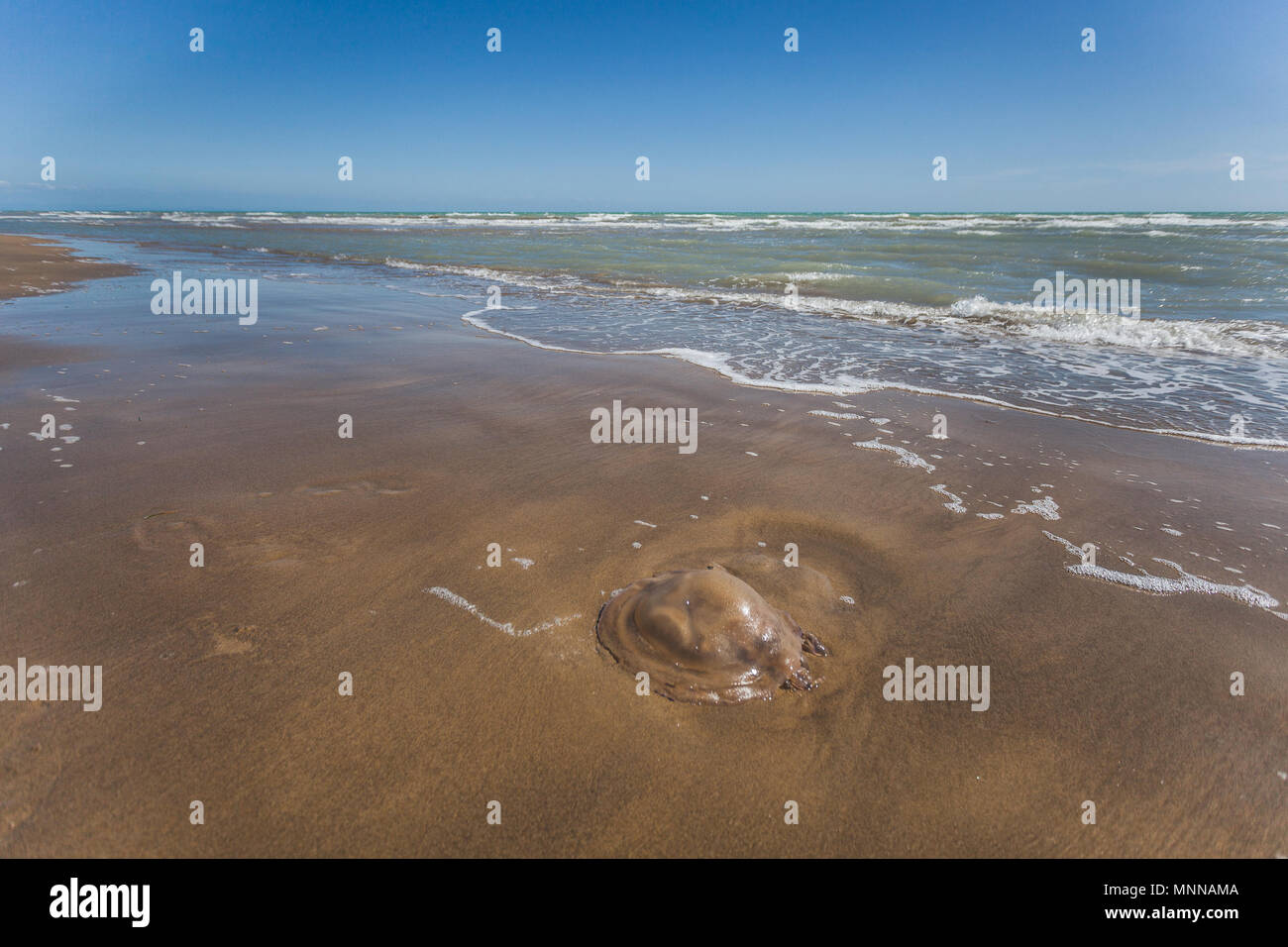 Les méduses mortes transportées sur la plage par les vagues de la mer, Bibione, Veneto, Italie Banque D'Images