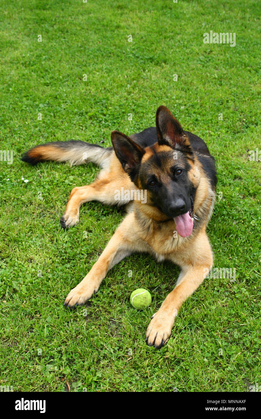 Berger Allemand allongé sur l'herbe avec une balle jouet Photo Stock - Alamy