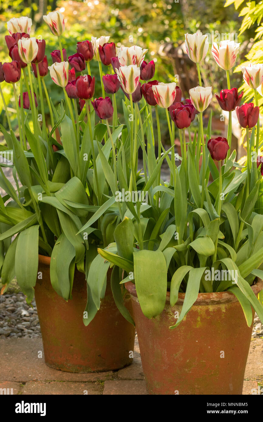 Tulipes en pots croissant - rouge et blanc tulipes de plus en pots de terre cuite Banque D'Images