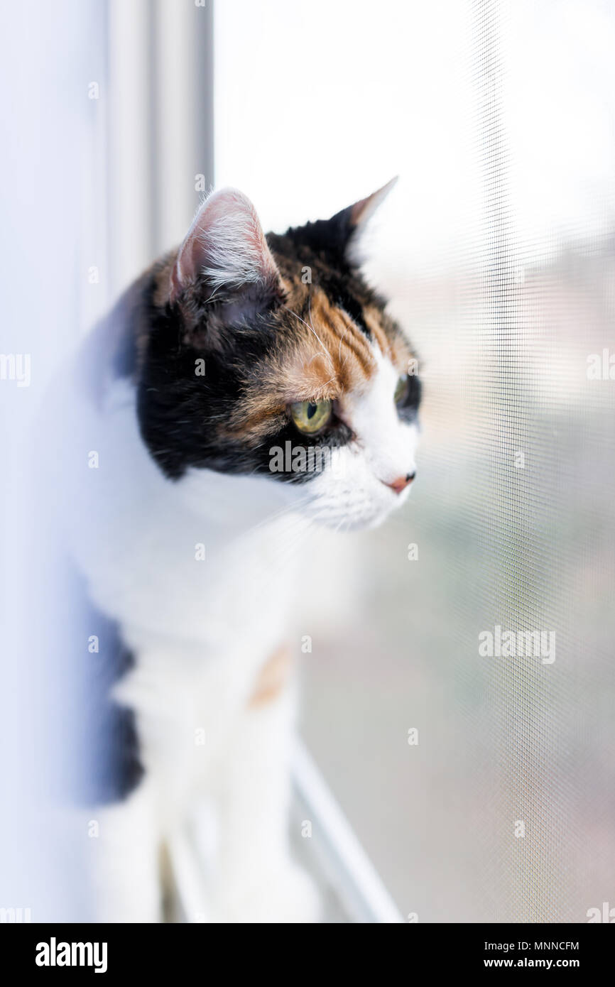 Mignon femelle chat calico gros plan du visage au rebord de la fenêtre à regarder derrière les rideaux de verre par l'extérieur stores Banque D'Images