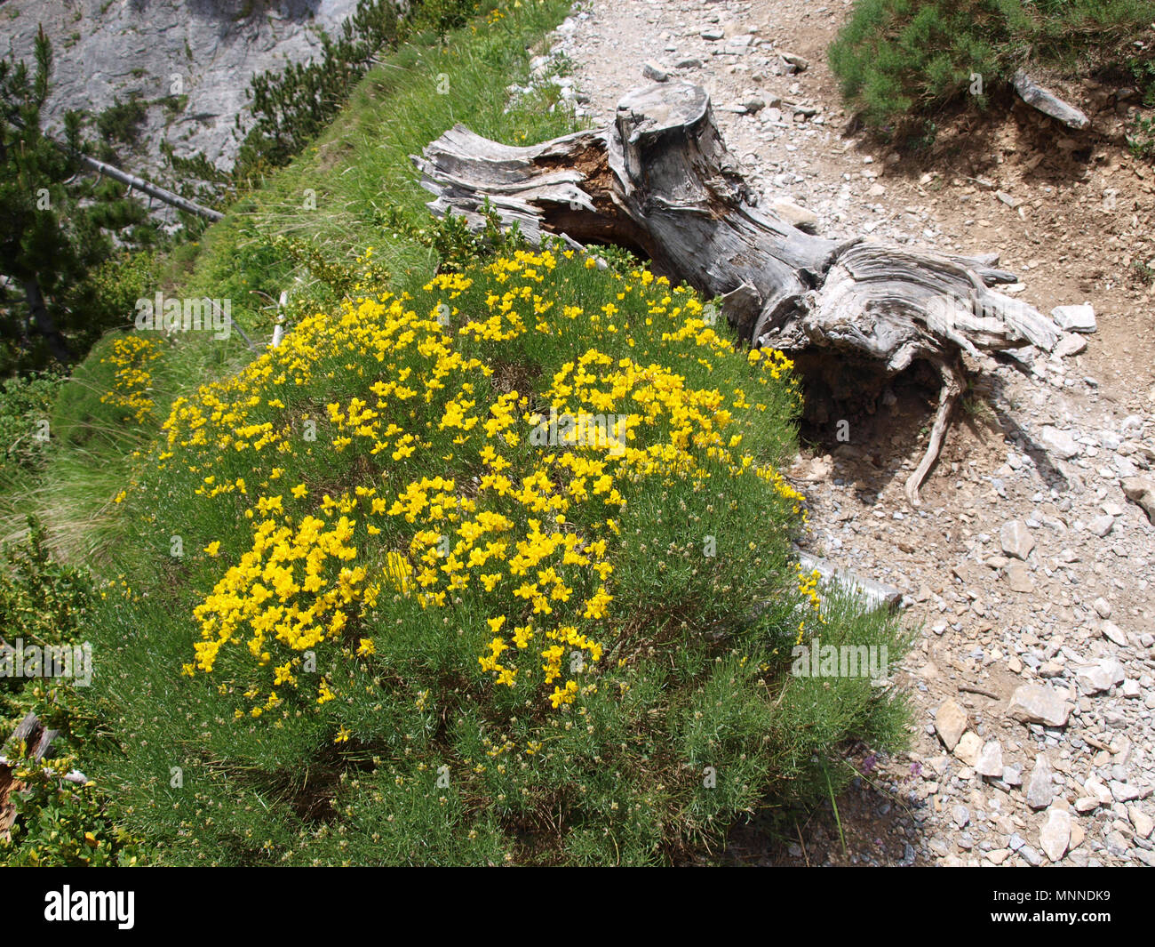 L'Olympe mountain-fleurs jaunes sur la façon de Zolotas refuge Banque D'Images