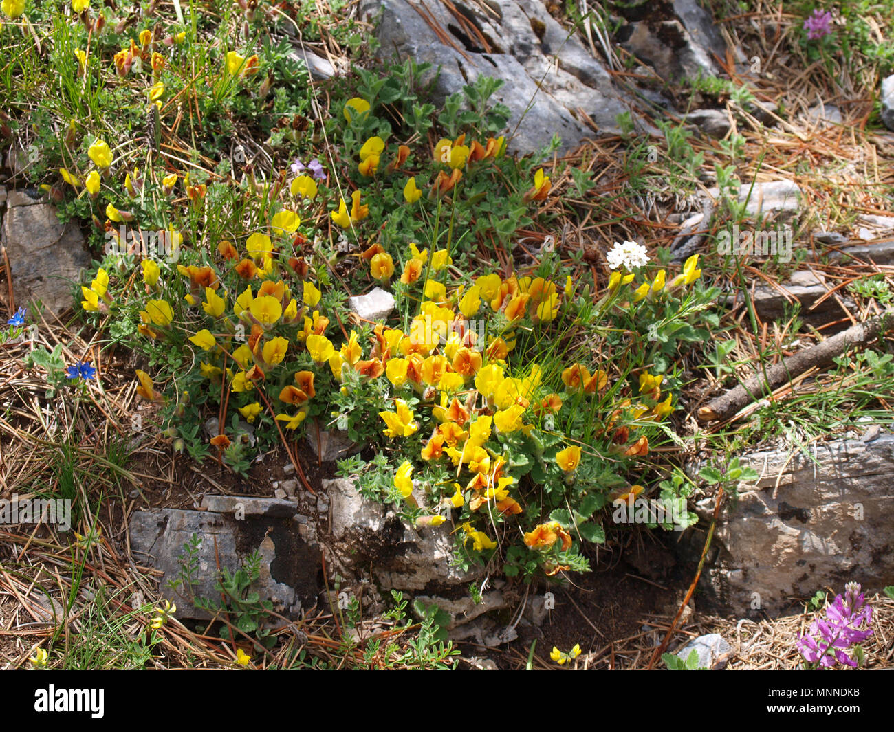 L'Olympe mountain-fleurs jaunes sur la façon de Zolotas refuge Banque D'Images