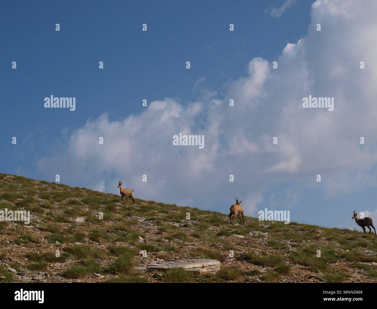 Chèvre sauvage sur le mont Olympe Banque D'Images