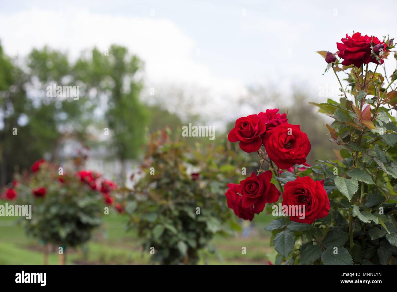Blue Girl roses hybrides de thé au Lyndale Park à Minneapolis, Minnesota, USA. Banque D'Images