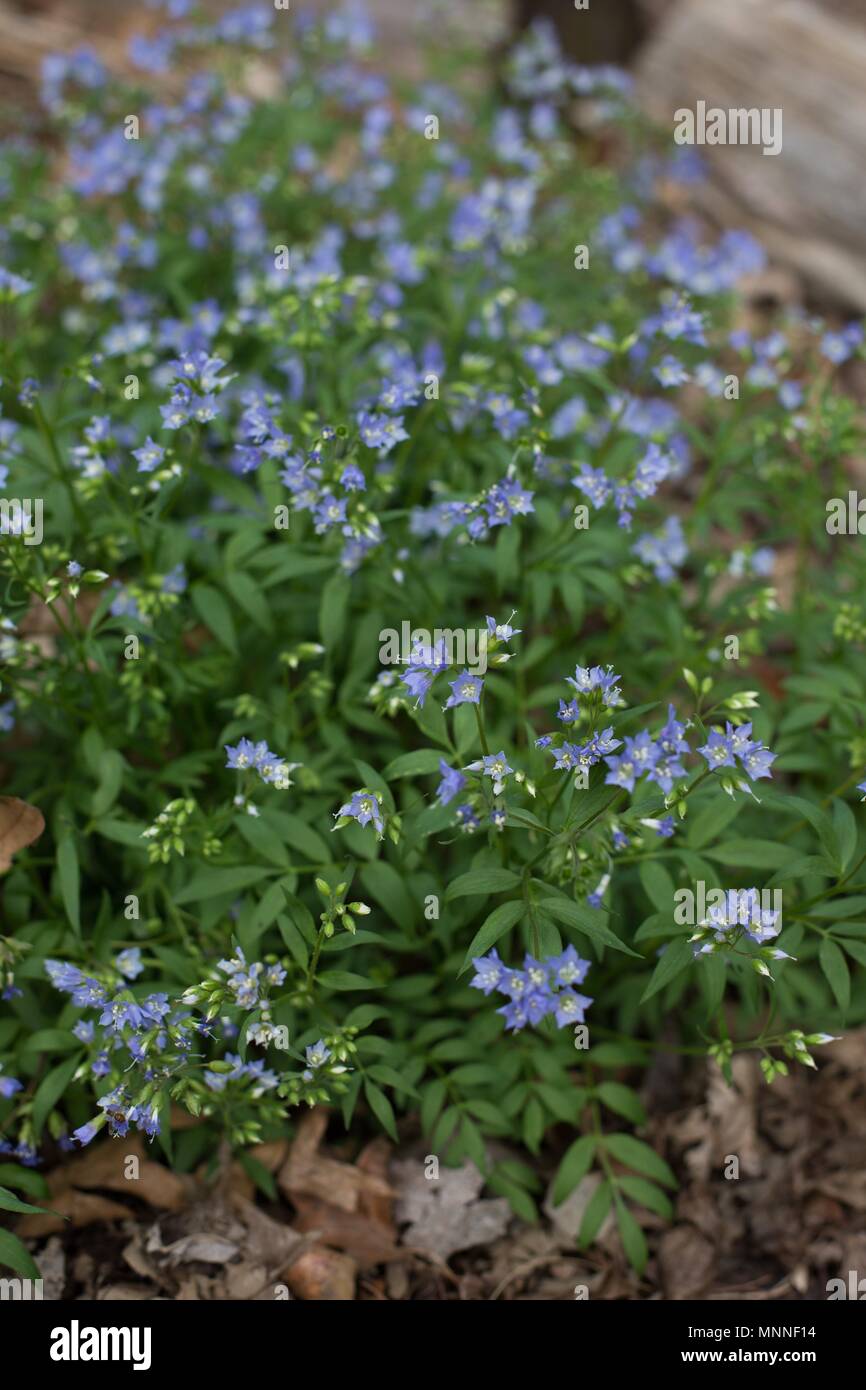 Polemonium caeruleum, connu sous le nom de Jacob's-ladder, à Lyndale Park à Minneapolis, Minnesota, USA. Banque D'Images