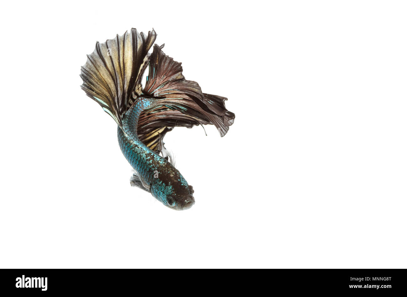 Betta poisson moment émouvant de Siamese fighting fish isolated Banque D'Images Betta poisson moment émouvant de Siamese fighting fish isolated Banque D'Images