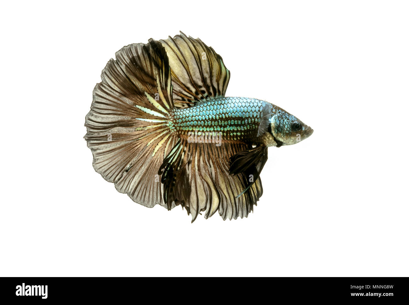 Betta poisson moment émouvant de Siamese fighting fish isolated Banque D'Images Betta poisson moment émouvant de Siamese fighting fish isolated Banque D'Images