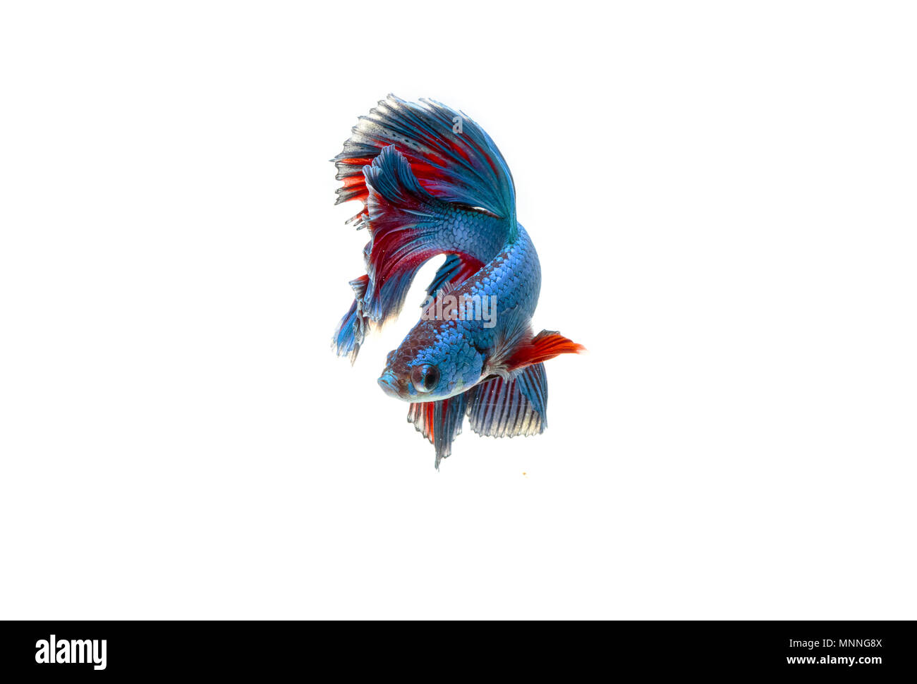 Betta poisson moment émouvant de Siamese fighting fish isolated Banque D'Images Betta poisson moment émouvant de Siamese fighting fish isolated Banque D'Images