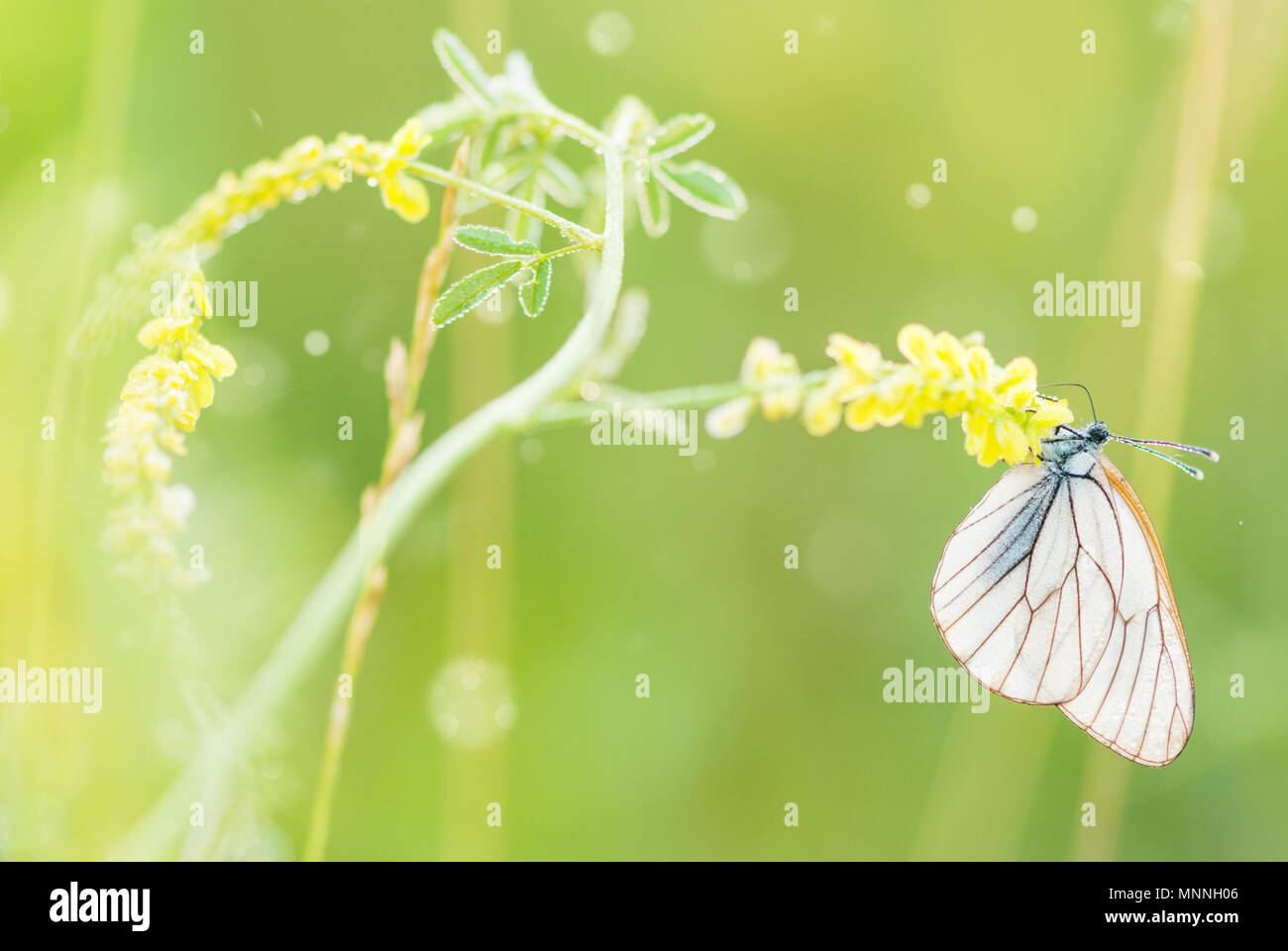 Beau papillon blanc et de la direction générale de l'épanouissement de la fleur jaune sur fond vert au printemps close-up. De la nature de l'image élégante incroyable au début de s Banque D'Images