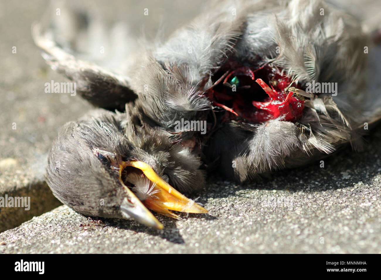 Starling Jeune fauve tuer Banque D'Images