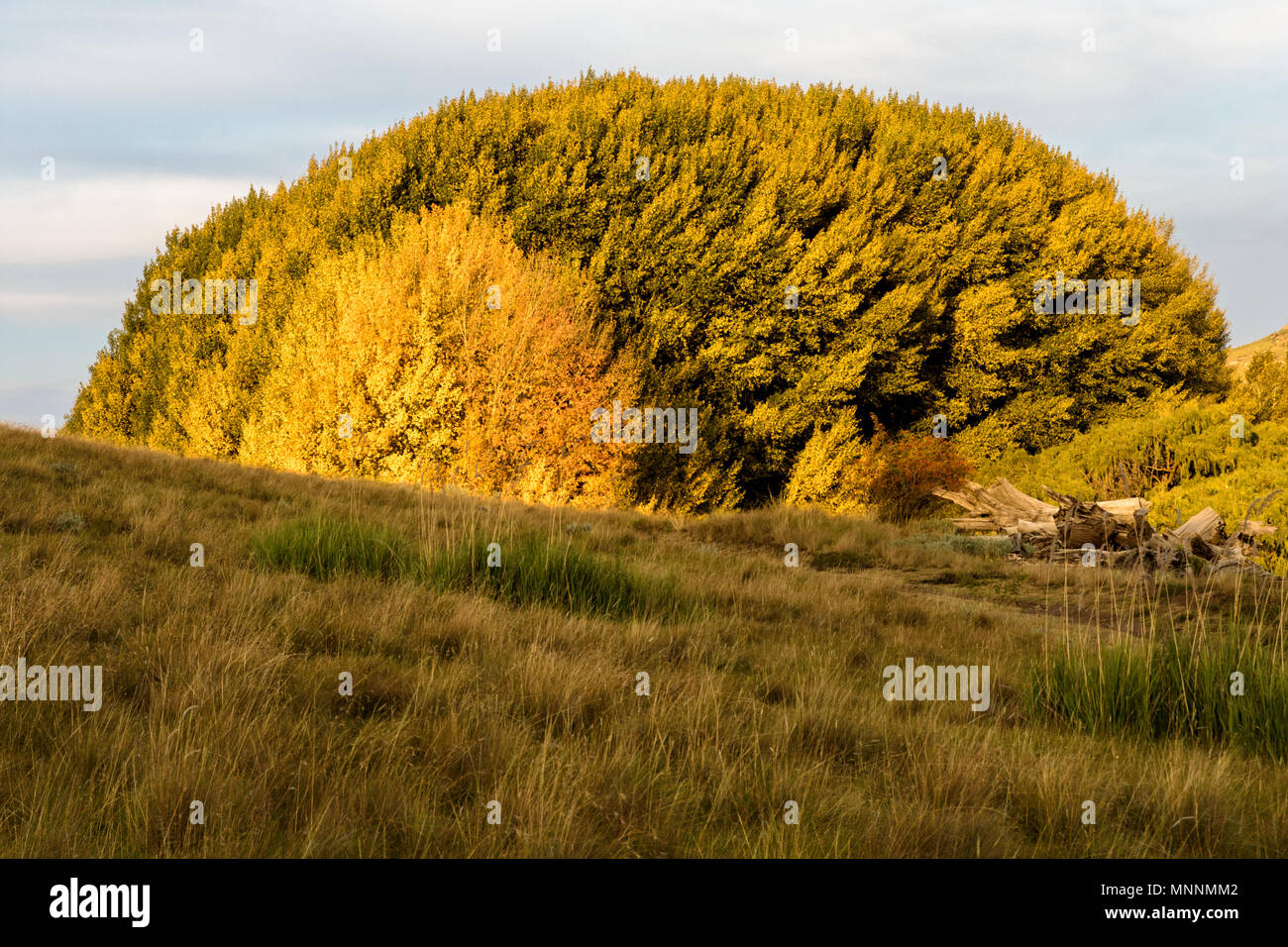 Arbres en automne très coloré Banque D'Images