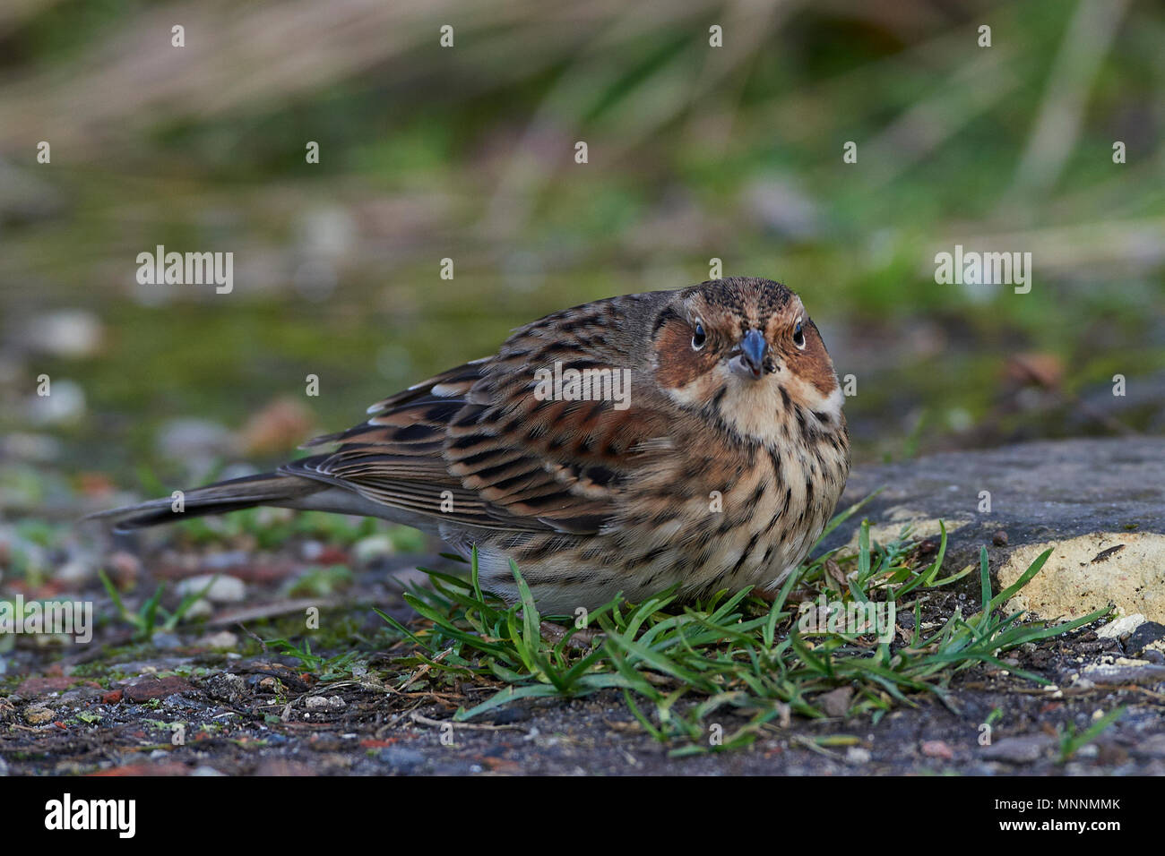 Little bunting à la recherche de nourriture sur le terrain Banque D'Images