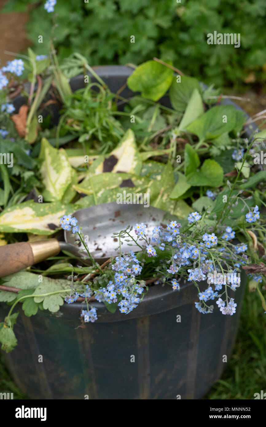 Les plantes mortes de compensation et les mauvaises herbes du jardin dans un seau avec une truelle à la main. UK Banque D'Images