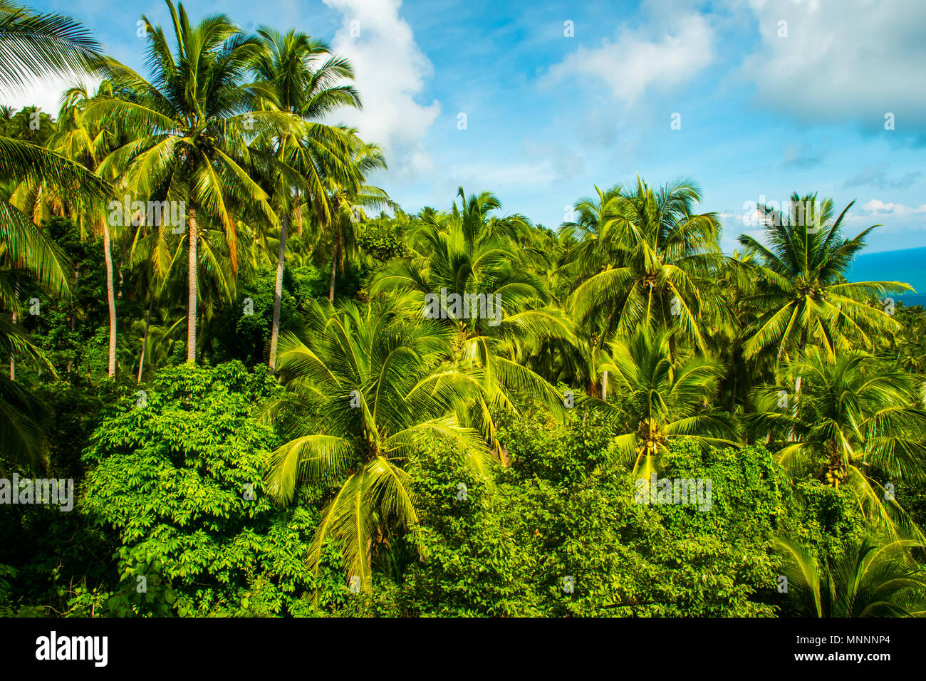 Point de vue de la tropical exotique l'île de Koh Samui en Thaïlande avec les palmiers et les arbres et vue sur la mer en arrière-plan. Banque D'Images Point de vue de la tropical exotique l'île de Koh Samui en Thaïlande avec les palmiers et les arbres et vue sur la mer en arrière-plan. Banque D'Images