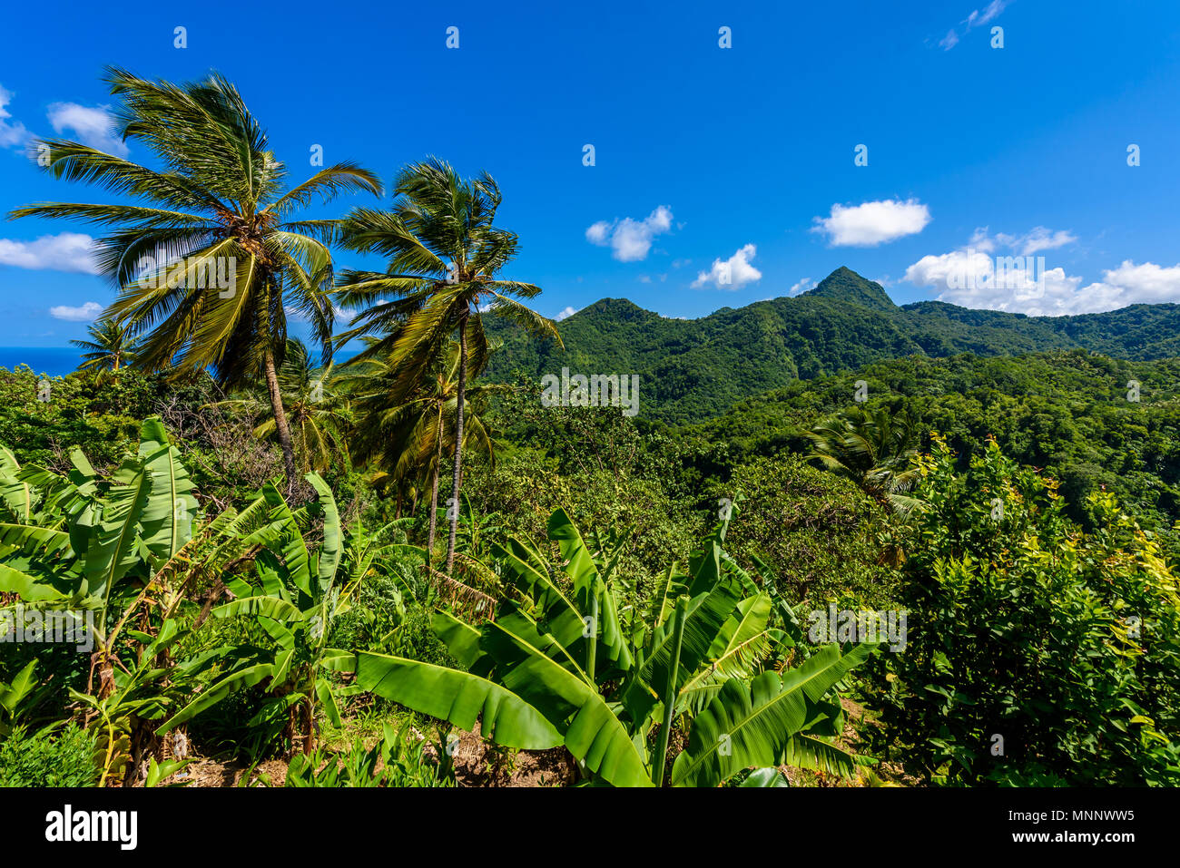 Forêt tropicale sur l'île caribéenne de Sainte-Lucie. C'est une destination paradisiaque avec une plage de sable blanc et mer turquoiuse. Banque D'Images