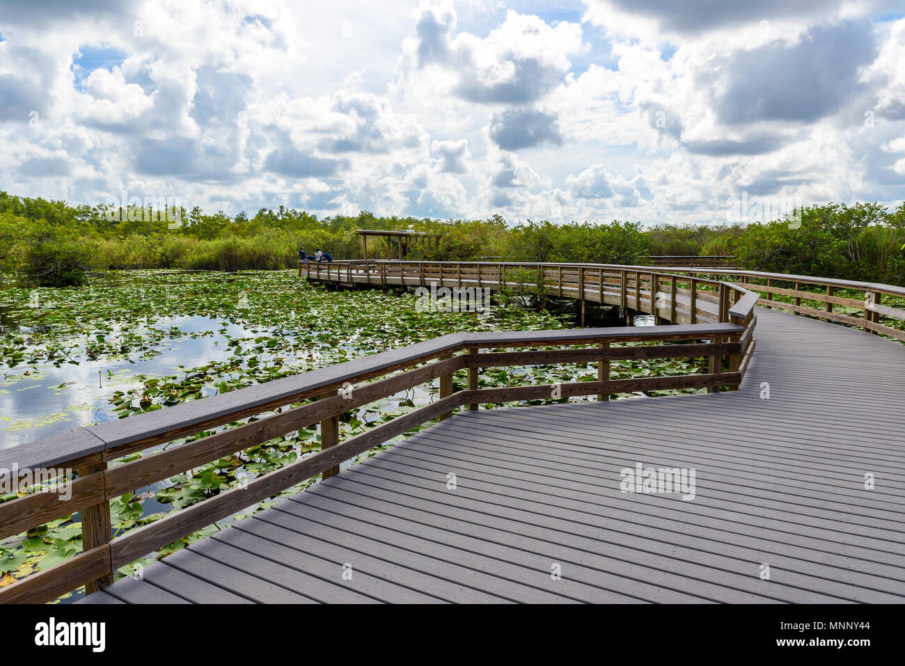 Anhinga Trail du parc national des Everglades. Promenades dans le marais. En Floride, aux États-Unis. Banque D'Images