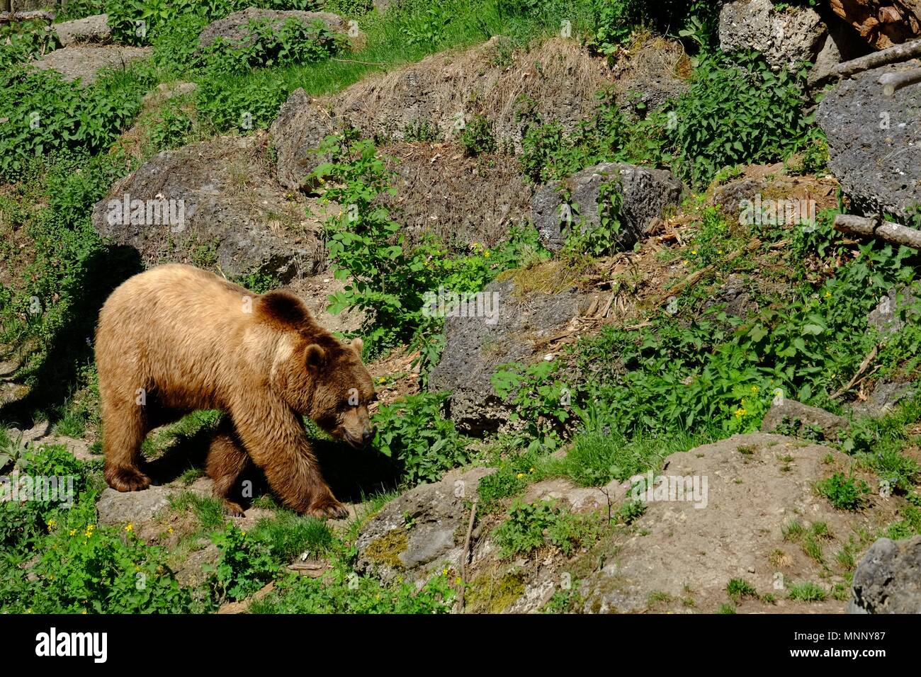 Ours brun européen promenades en forêt sur une journée ensoleillée Banque D'Images