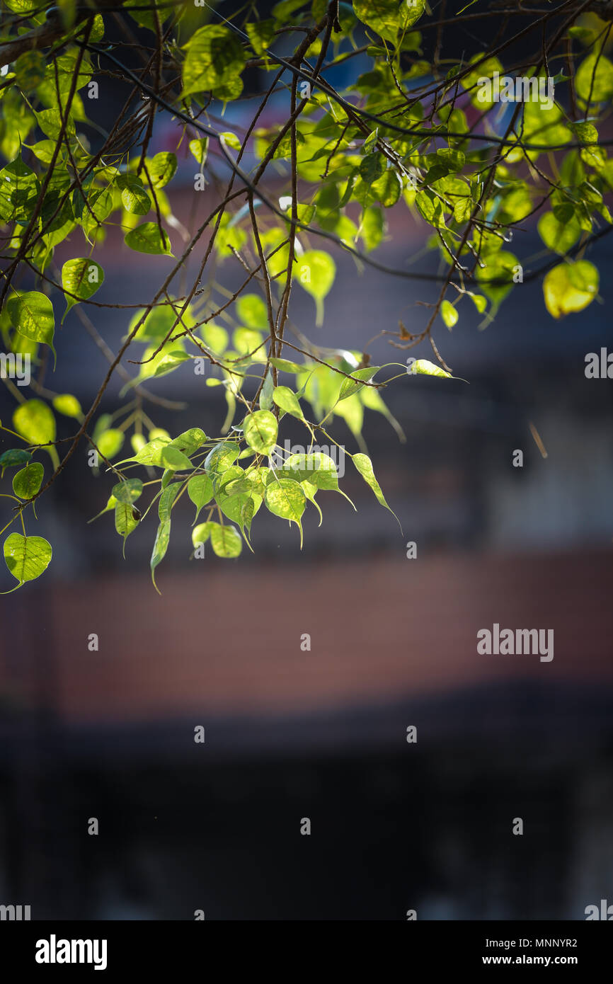 Vie de solitude Banque D'Images