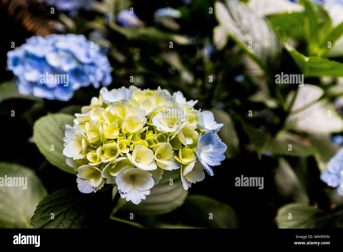 Fleurs à Mount Dandenong Banque D'Images Fleurs à Mount Dandenong Banque D'Images