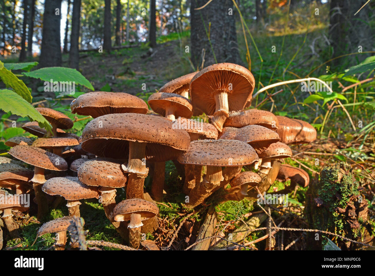 L'Armillaria ostoyae solidipes cluster de champignons dans la forêt Banque D'Images