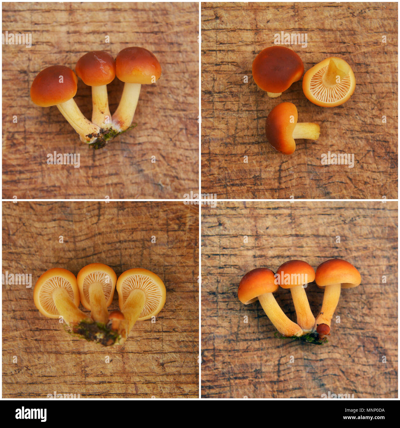 Colybie a mushroom, également connu sous le nom et l'enokitake enoki ou pied velouté et la queue de velours Banque D'Images