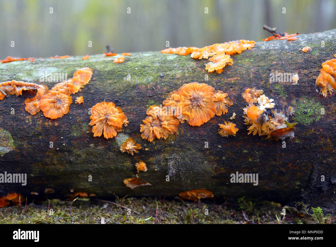 Phlebia radiata champignon, croûte ridée Banque D'Images