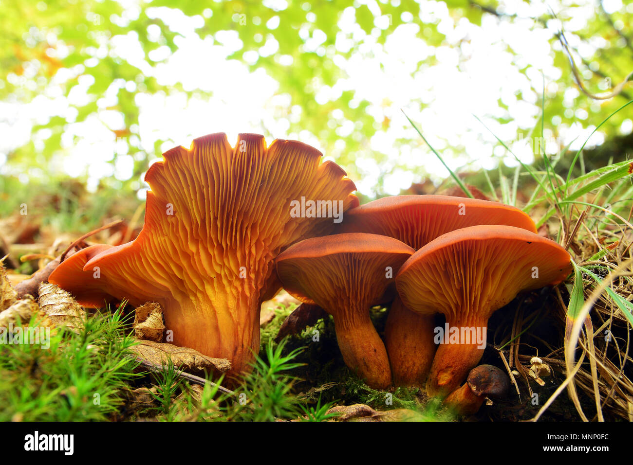Omphalotus olearius cluster de champignons, très toxique Banque D'Images