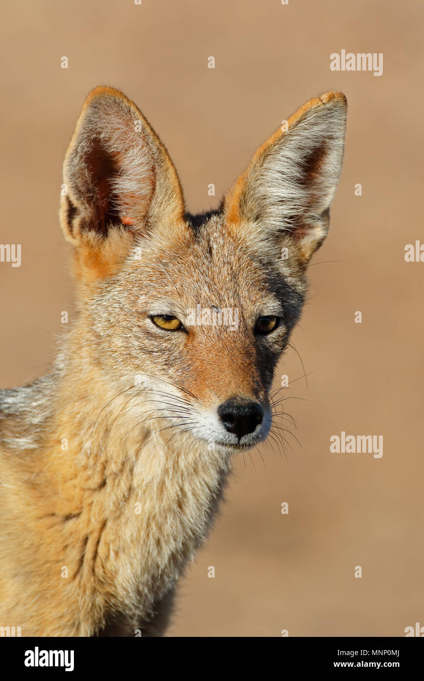Portrait d'un chacal à dos noir (Canis mesomelas), désert du Kalahari, Afrique du Sud Banque D'Images
