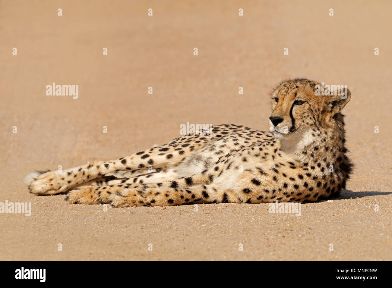 Une atmosphère détendue Guépard (Acinonyx jubatus) couché, Afrique du Sud Banque D'Images