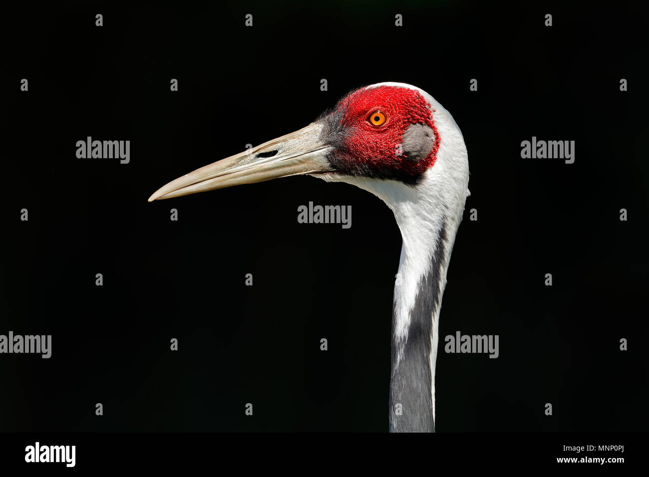 Portrait d'une grue à cou blanc (Antigone vipio) sur un fond noir Banque D'Images