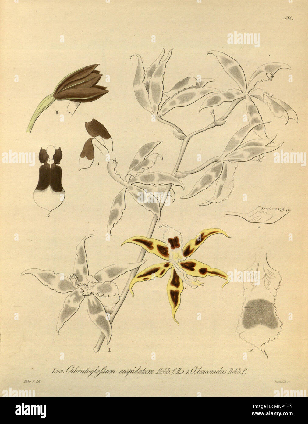 942 × Oncidium mulus (comme Odontoglossum cuspidatum) - l'Oncidium Odontoglossum leucomelas leucomelas (comme) - Xenia 2 pl 184 Banque D'Images