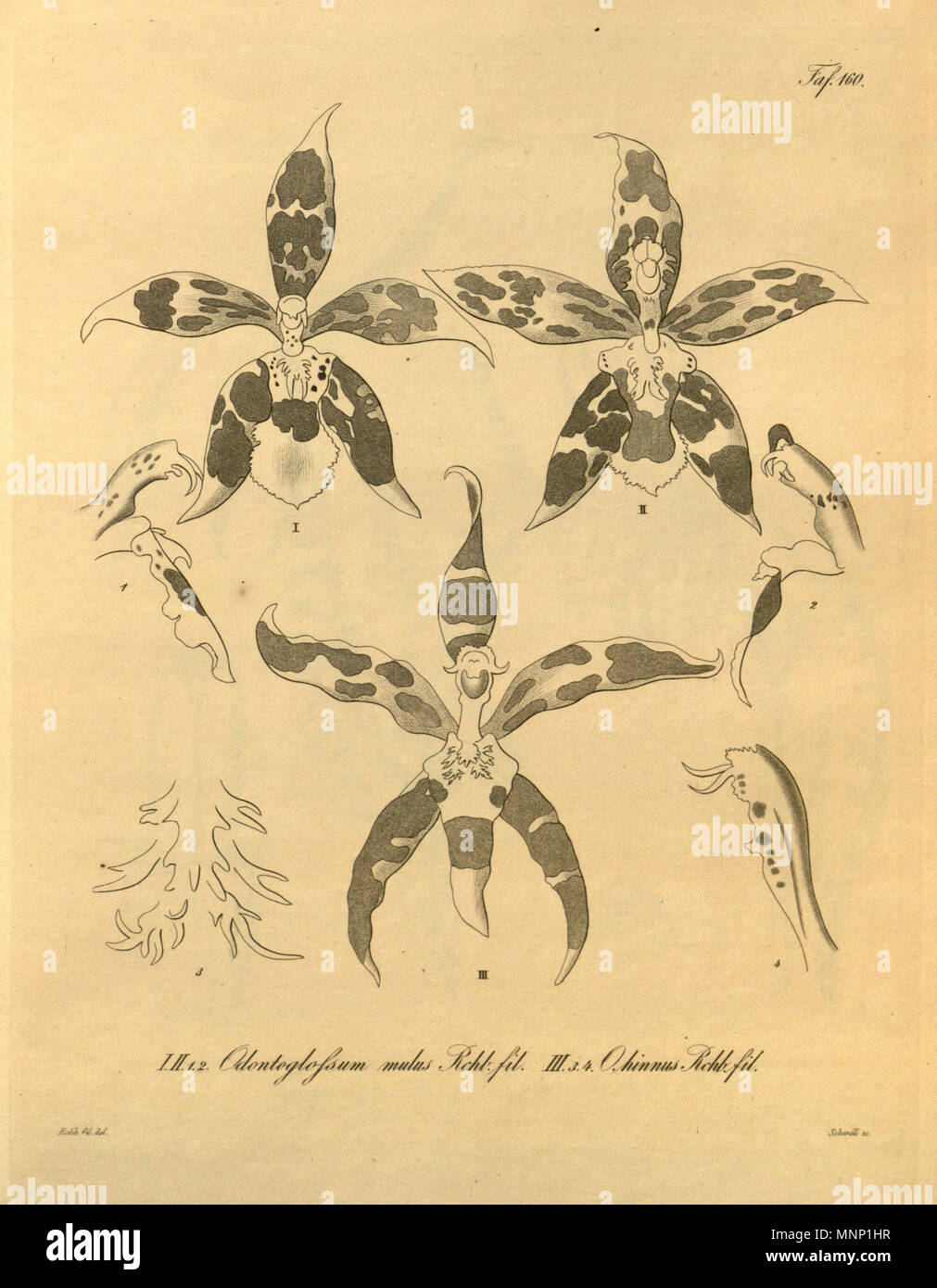 942 × Oncidium Odontoglossum mulus mulus (comme) - l'Oncidium × (hinnus hinnus qu'Odontoglossum) -Xenia 2 pl 160 Banque D'Images