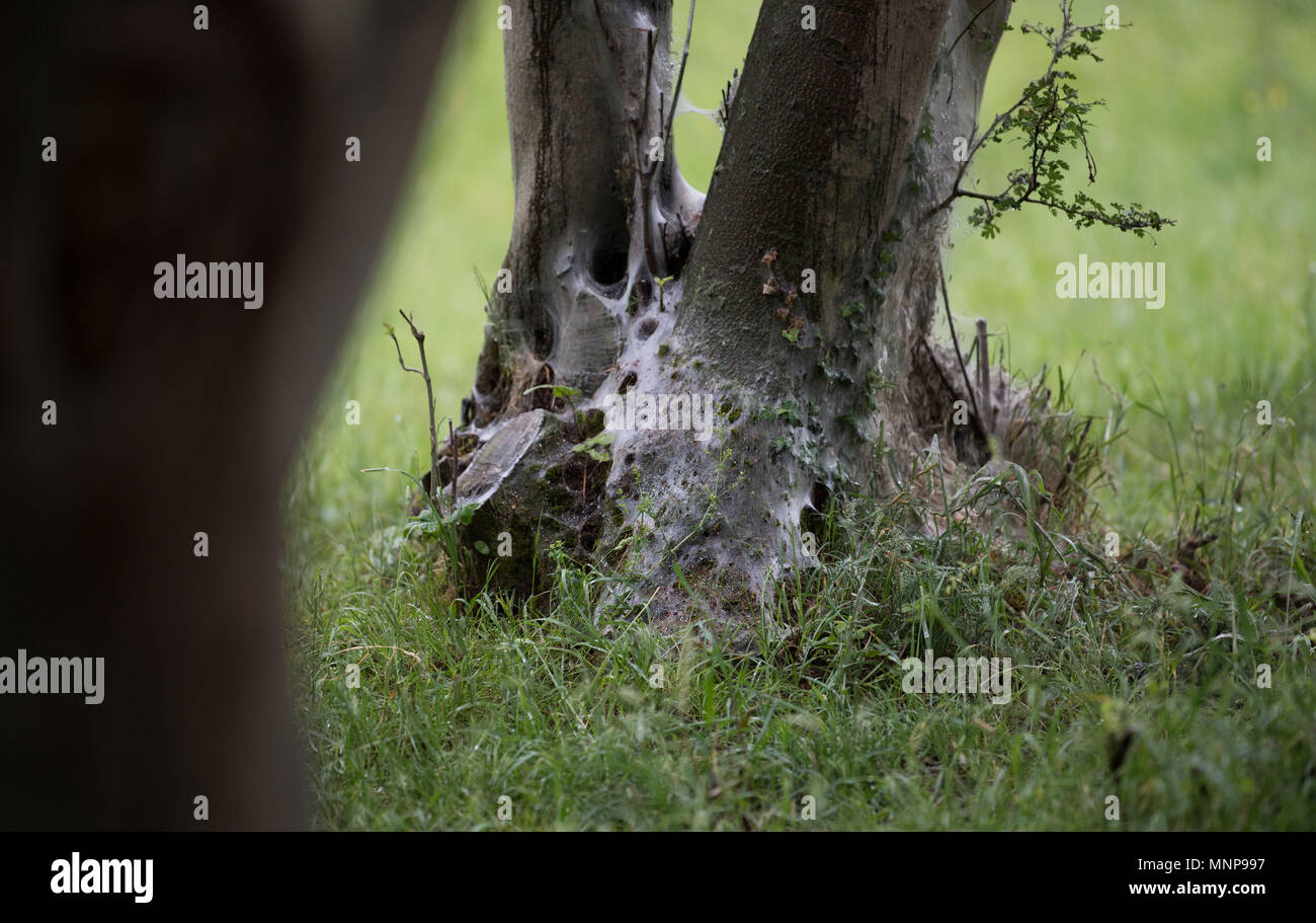 16 mai 2018, l'Allemagne, Waiblingen : nappes de la bird cherry ermine moths enroulé autour du tronc d'un arbre dans la plaine inondable. Les chenilles de papillons de l'hermine span chaque printemps les branches de beaucoup de plantes. Photo : Marijan Murat/dpa Banque D'Images