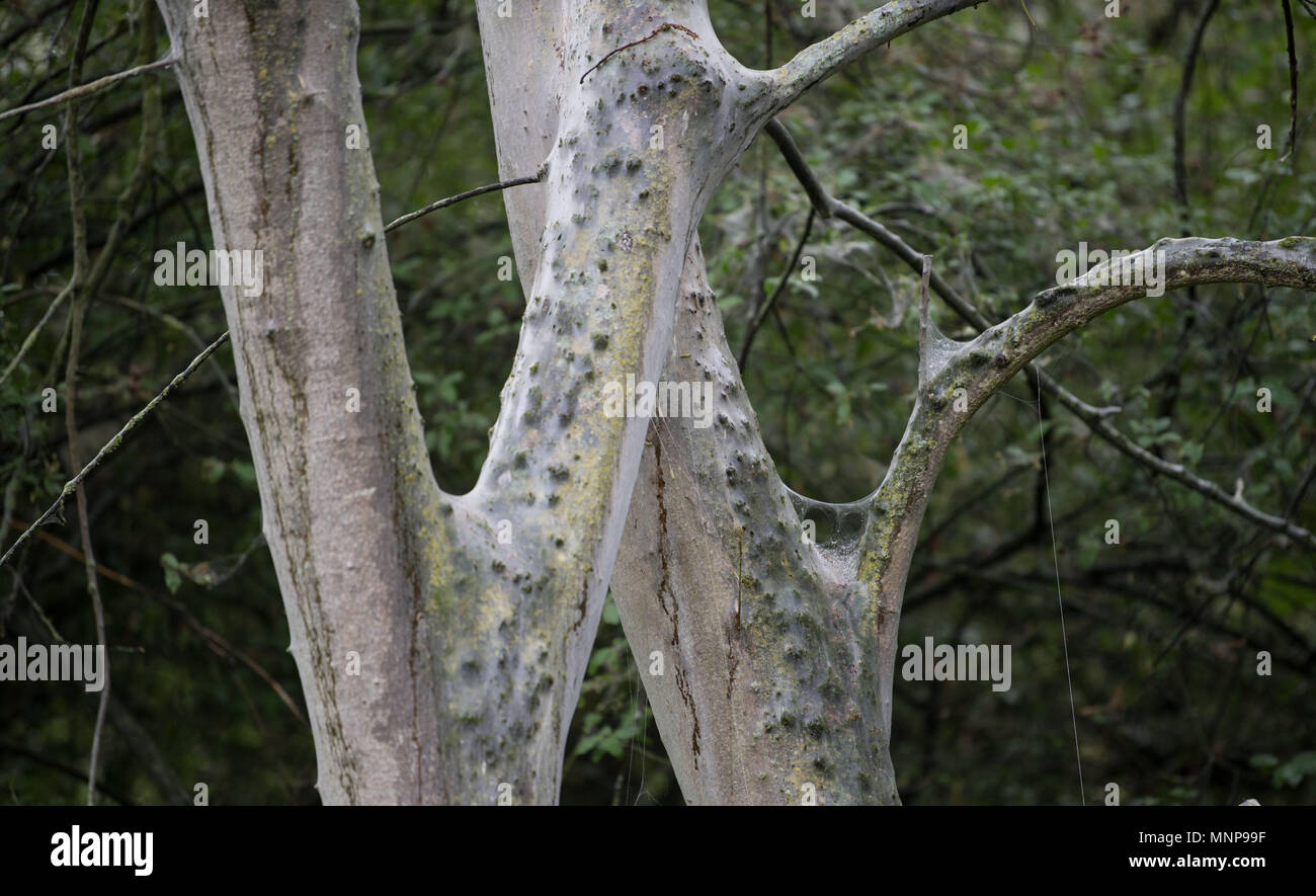 16 mai 2018, l'Allemagne, Waiblingen : nappes de la bird cherry ermine moths enroulé autour du tronc d'un arbre dans la plaine inondable. Les chenilles de papillons de l'hermine span chaque printemps les branches de beaucoup de plantes. Photo : Marijan Murat/dpa Banque D'Images